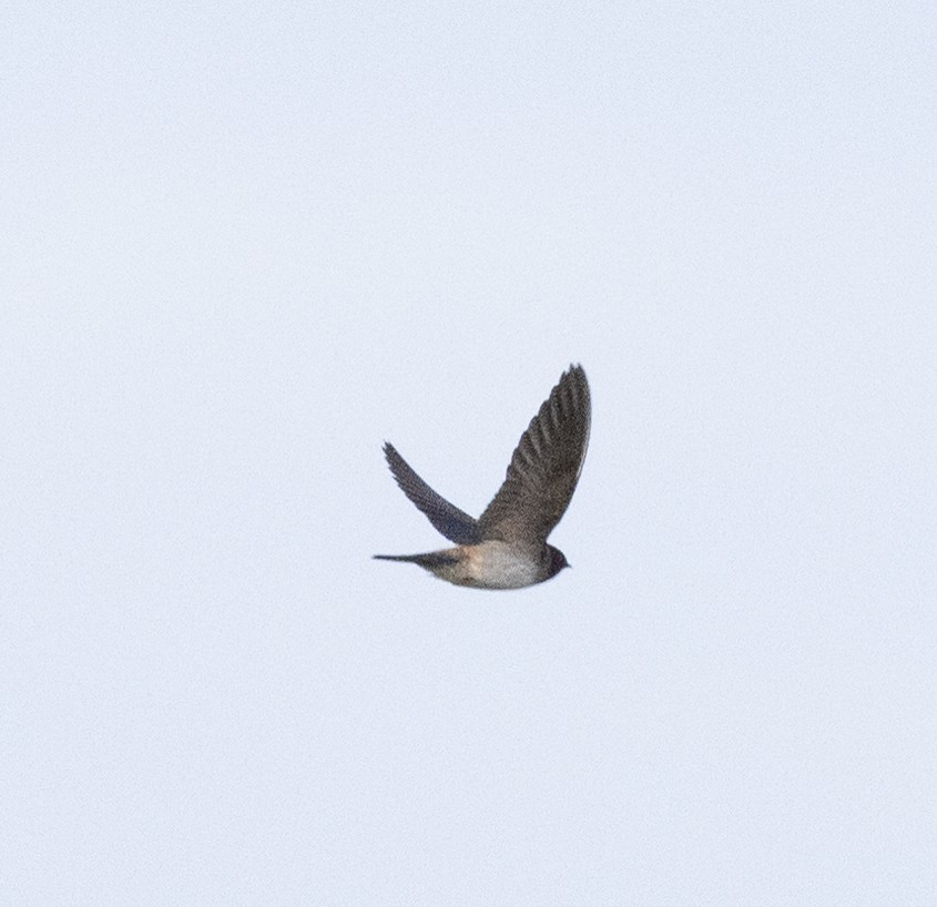 Northern Rough-winged Swallow - ML620801826