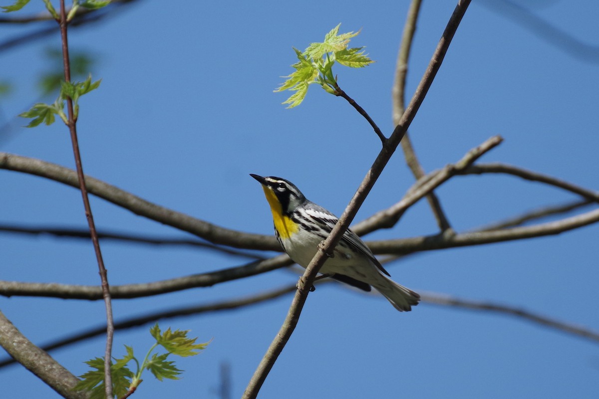 Yellow-throated Warbler (albilora) - ML620801828