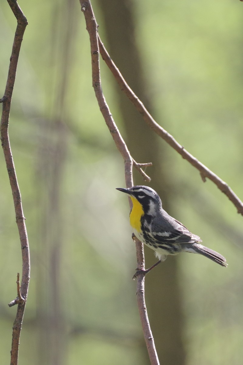 Yellow-throated Warbler (albilora) - ML620801829