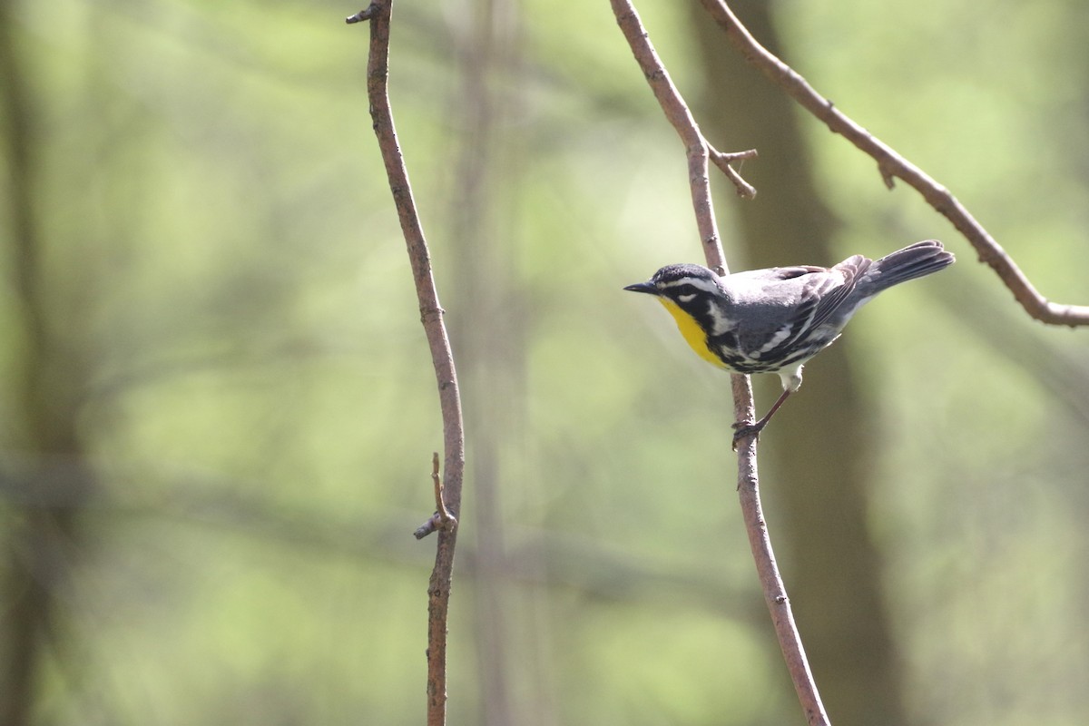 Yellow-throated Warbler (albilora) - ML620801830