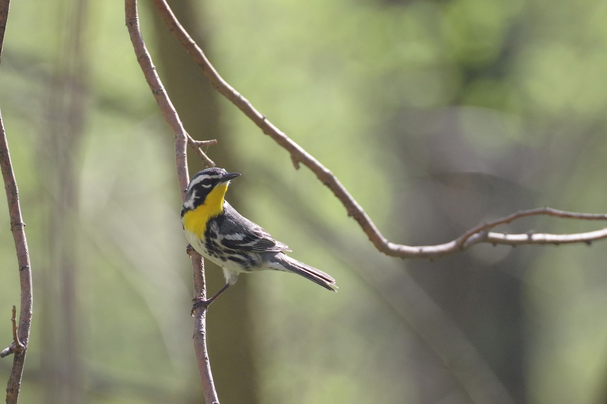 Yellow-throated Warbler (albilora) - ML620801831