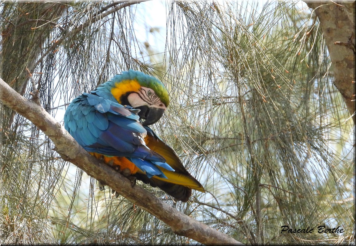 Blue-and-yellow Macaw - ML620801832