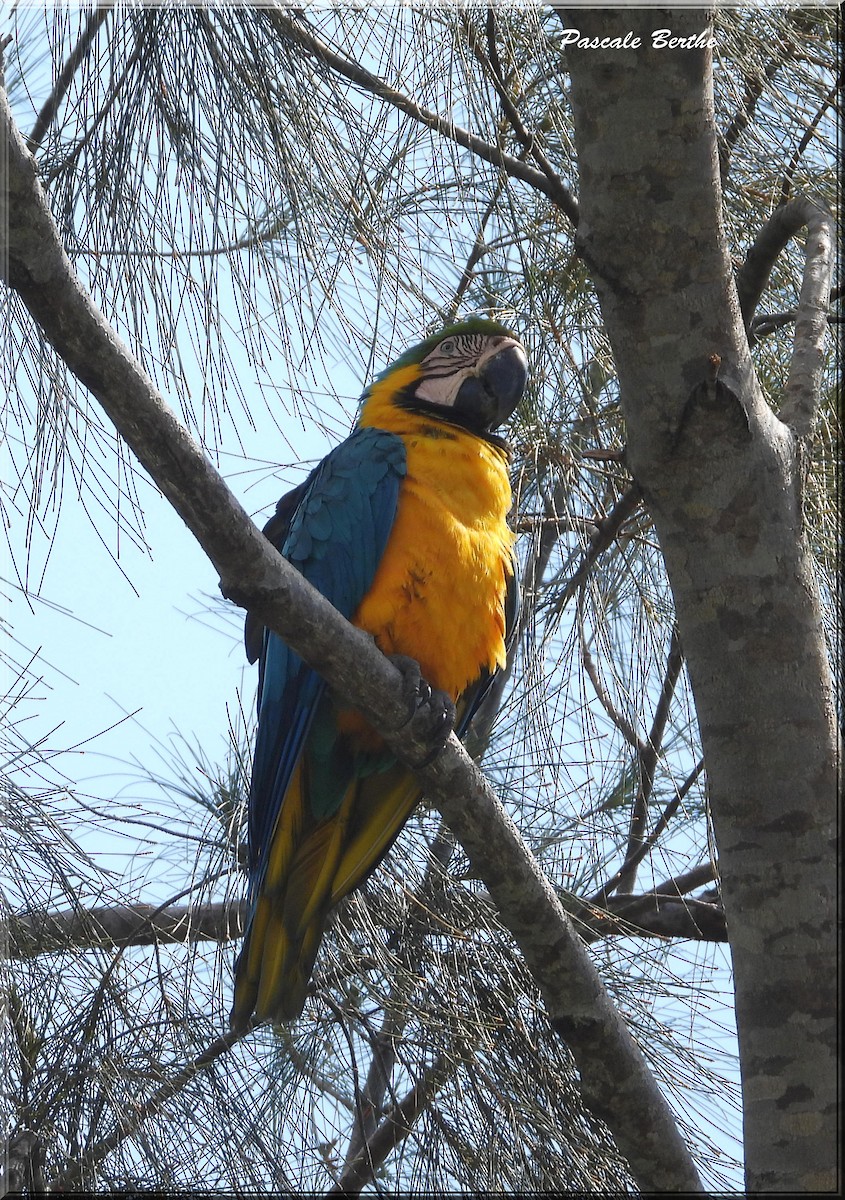 Blue-and-yellow Macaw - ML620801833