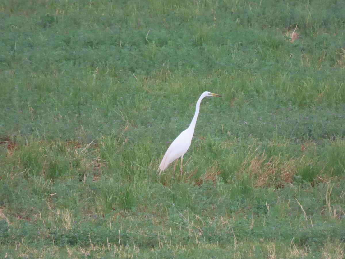 Great Egret - ML620801835