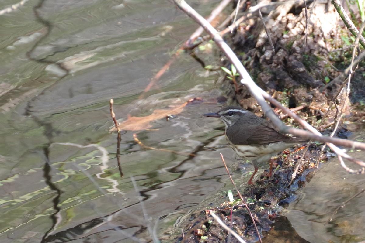 Louisiana Waterthrush - ML620801837