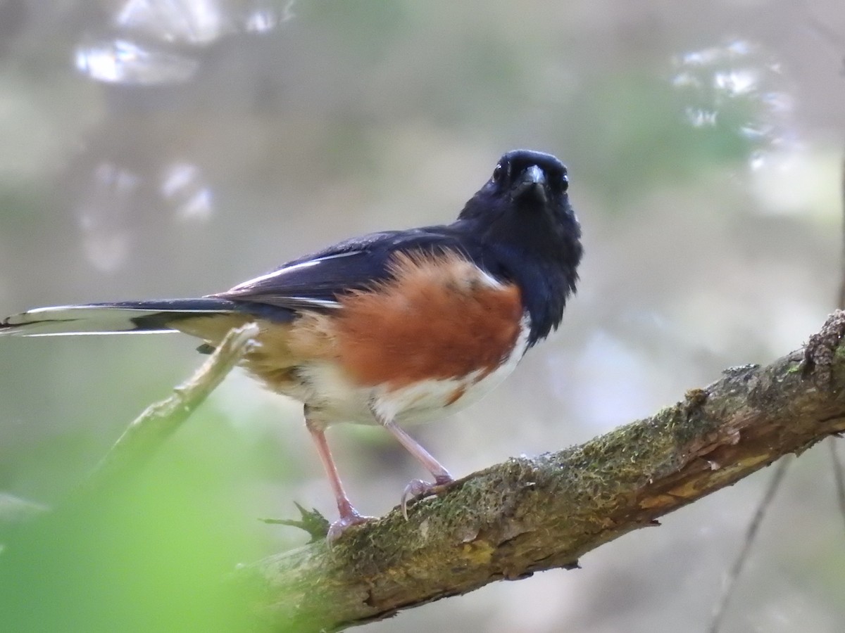 Eastern Towhee - ML620801838