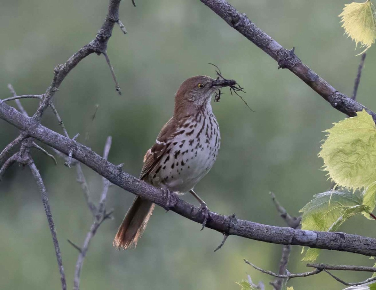 Brown Thrasher - ML620801840