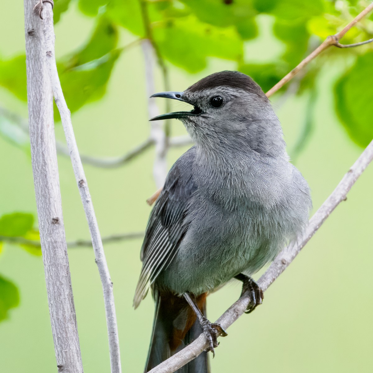 Gray Catbird - ML620801842