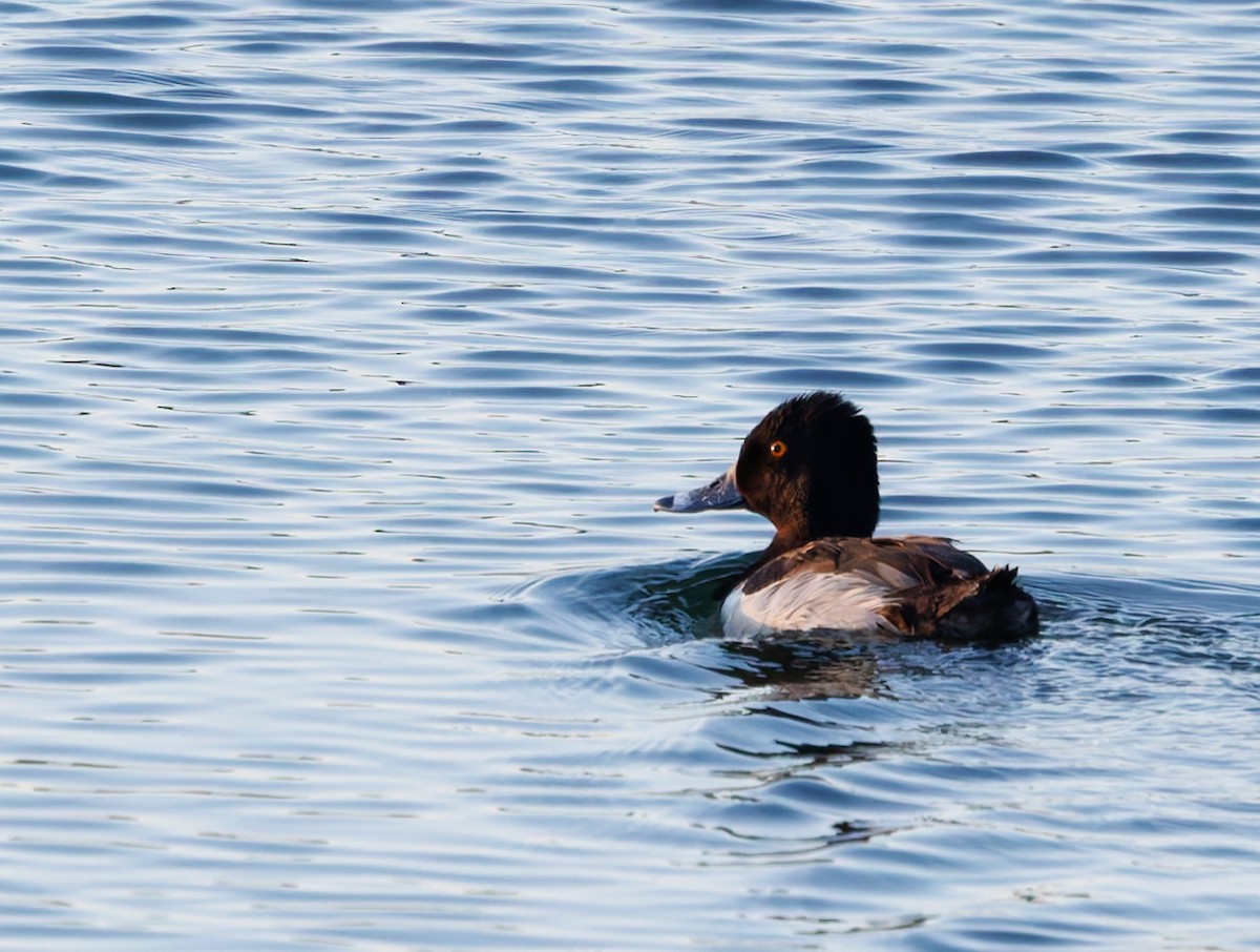 Ring-necked Duck - ML620801844