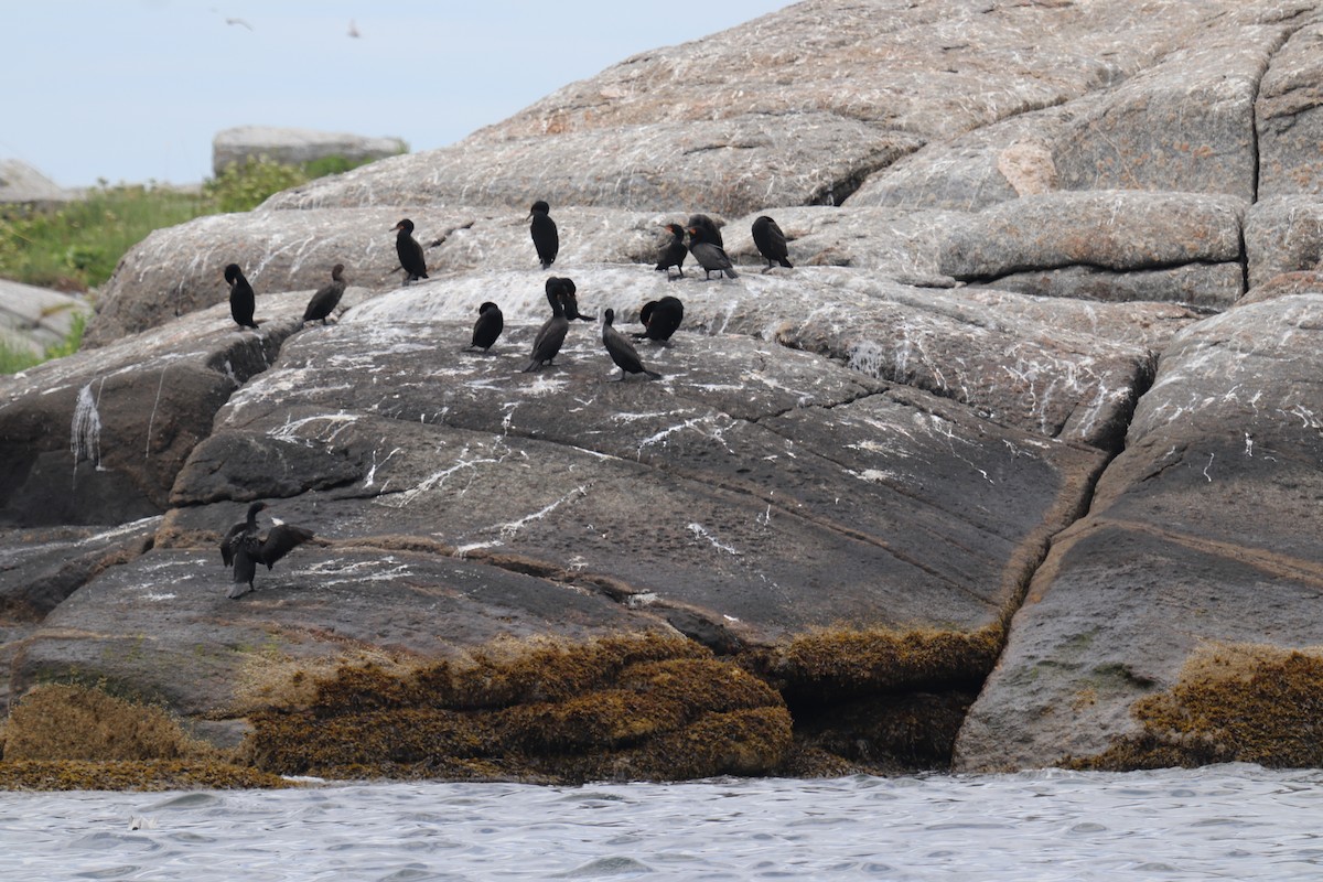 Double-crested Cormorant - ML620801846