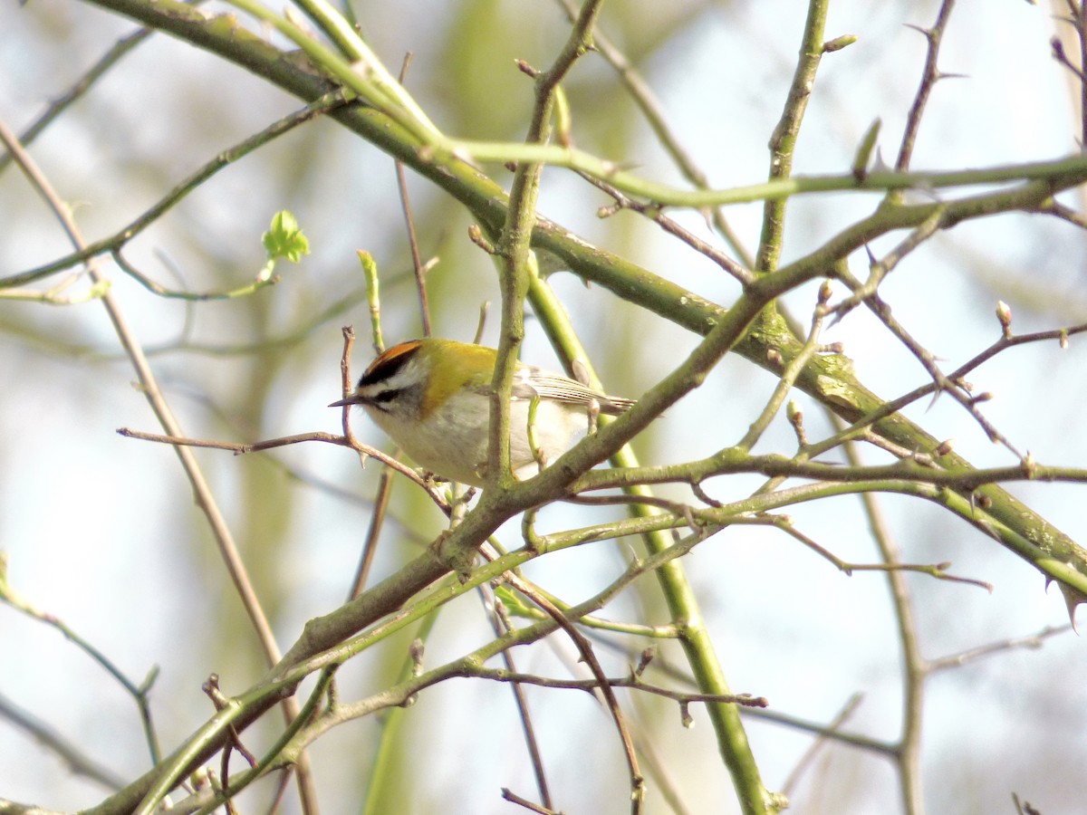 Common Firecrest - ML620801851