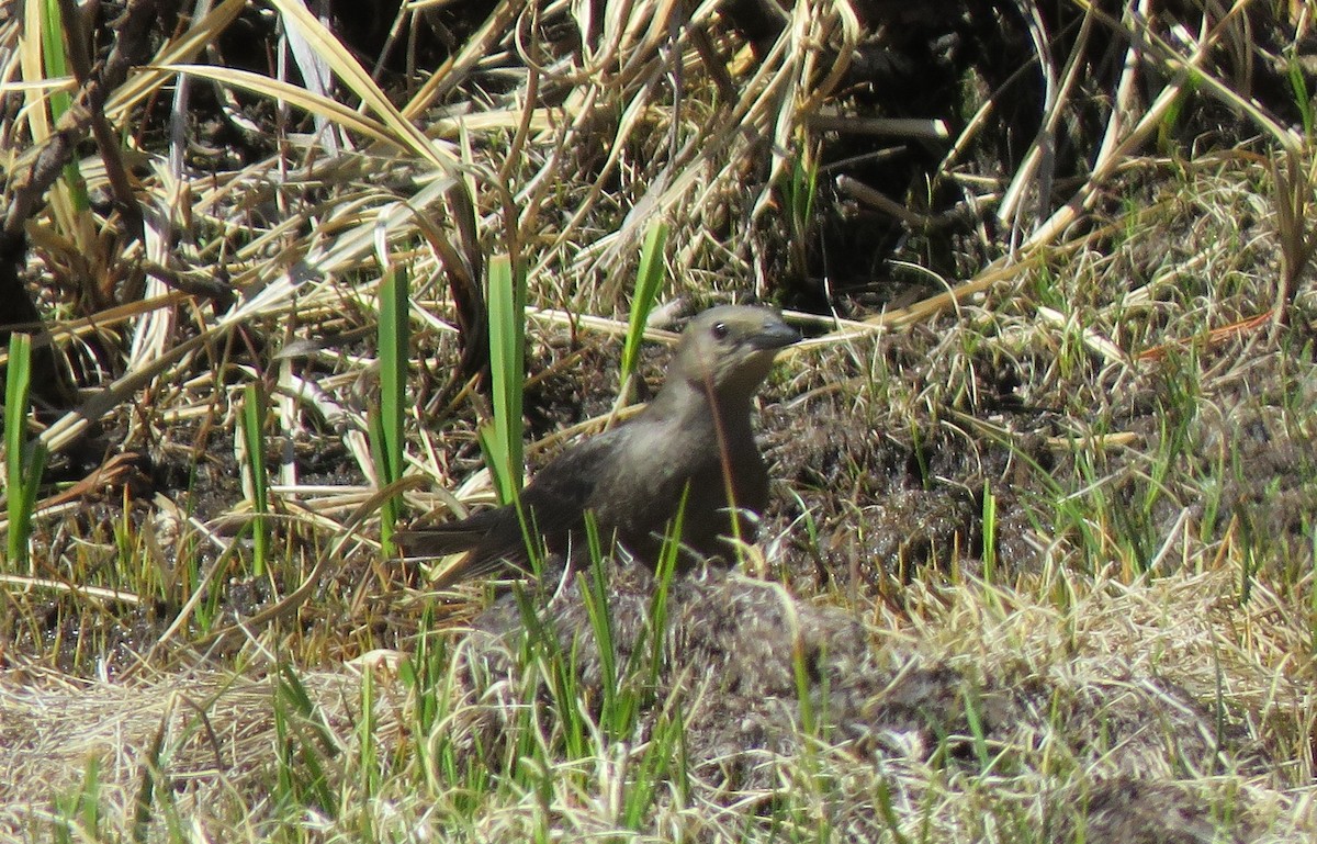 Brewer's Blackbird - ML620801863