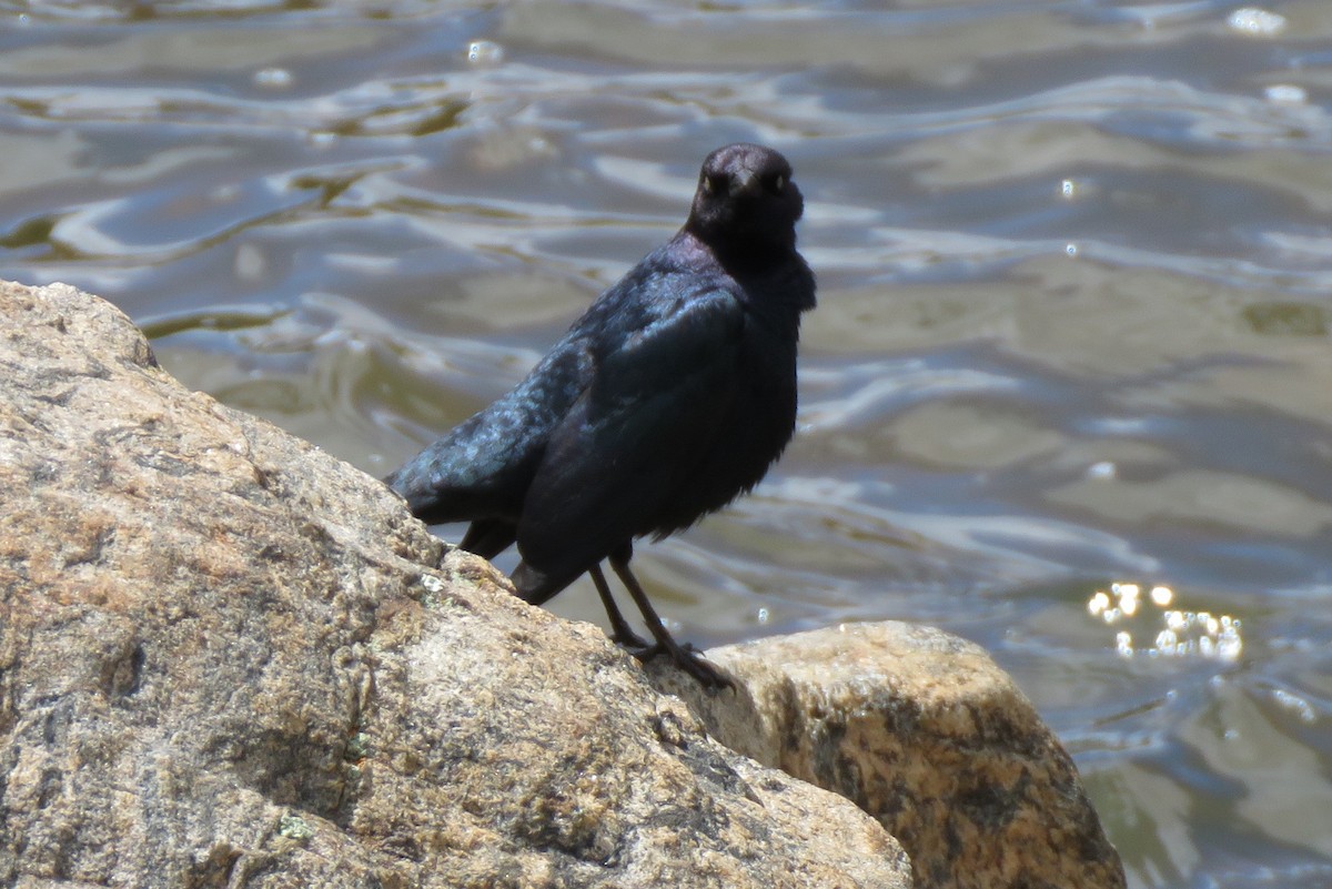 Brewer's Blackbird - James Nelson