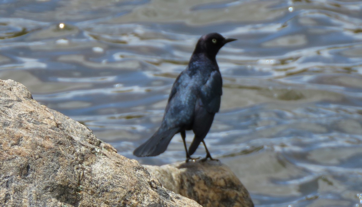 Brewer's Blackbird - ML620801866