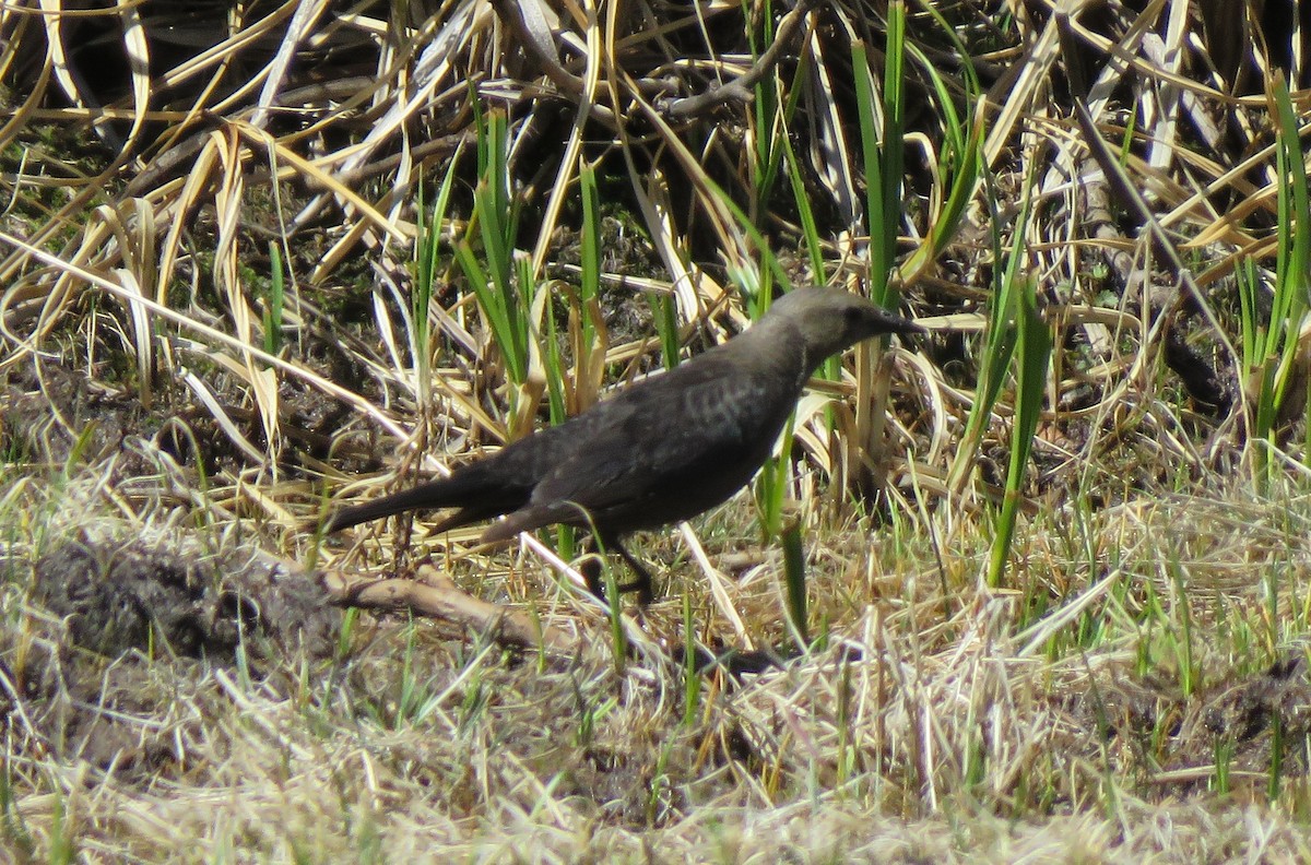 Brewer's Blackbird - ML620801868