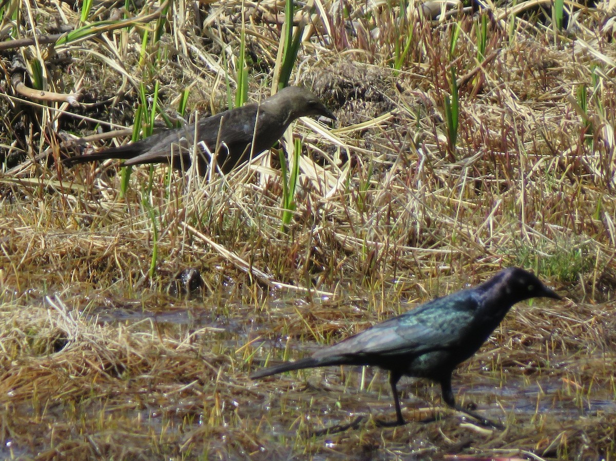 Brewer's Blackbird - ML620801870