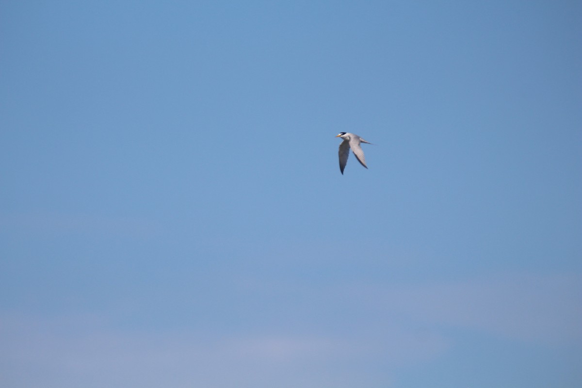 Least Tern - ML620801876