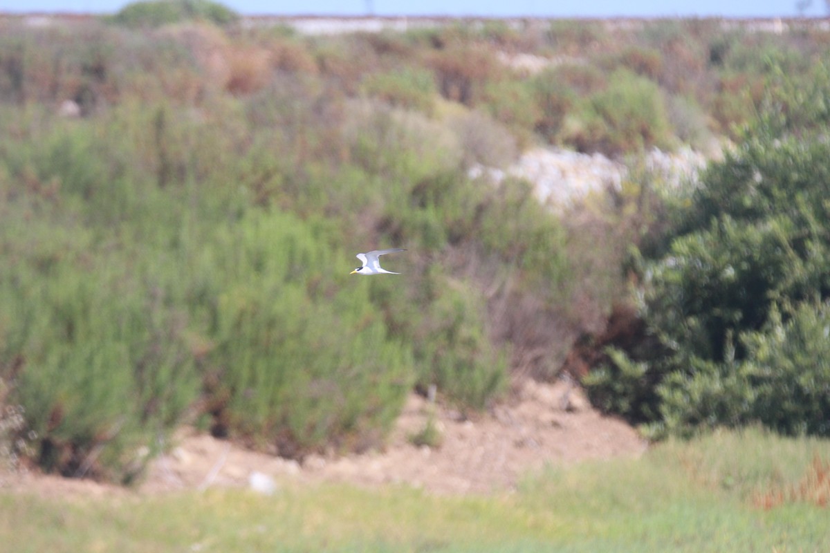 Least Tern - ML620801877