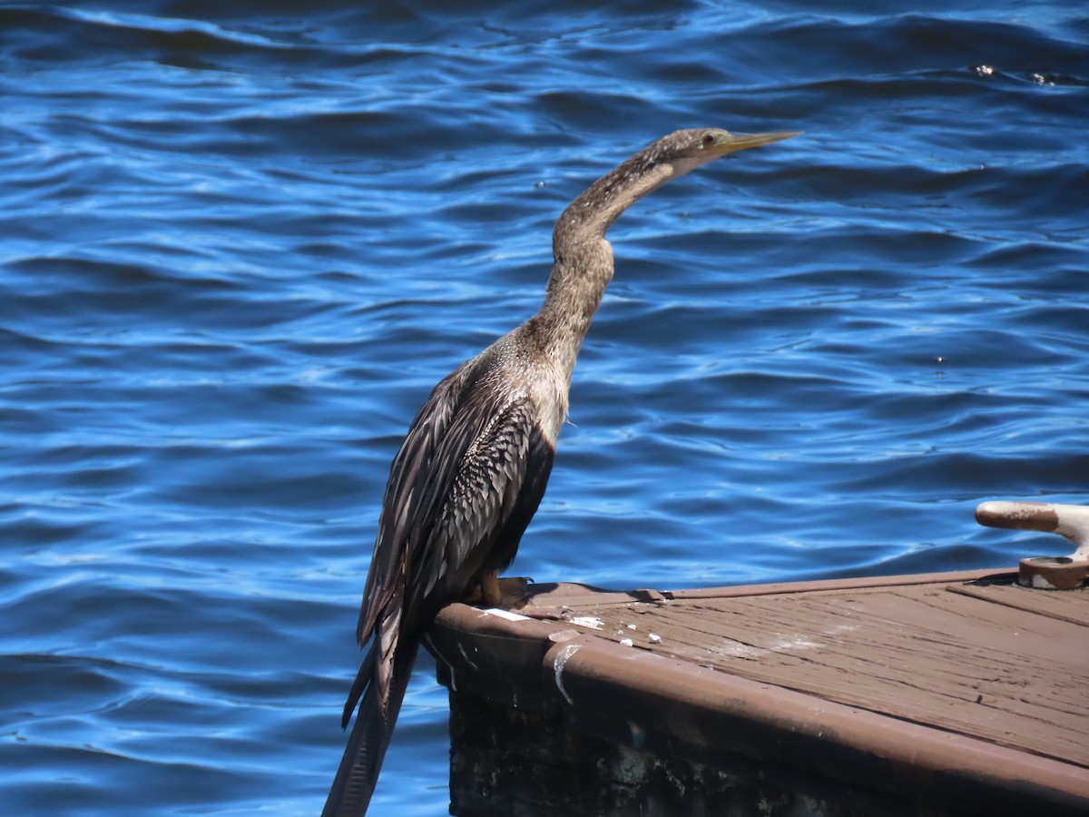 anhinga americká - ML620801883