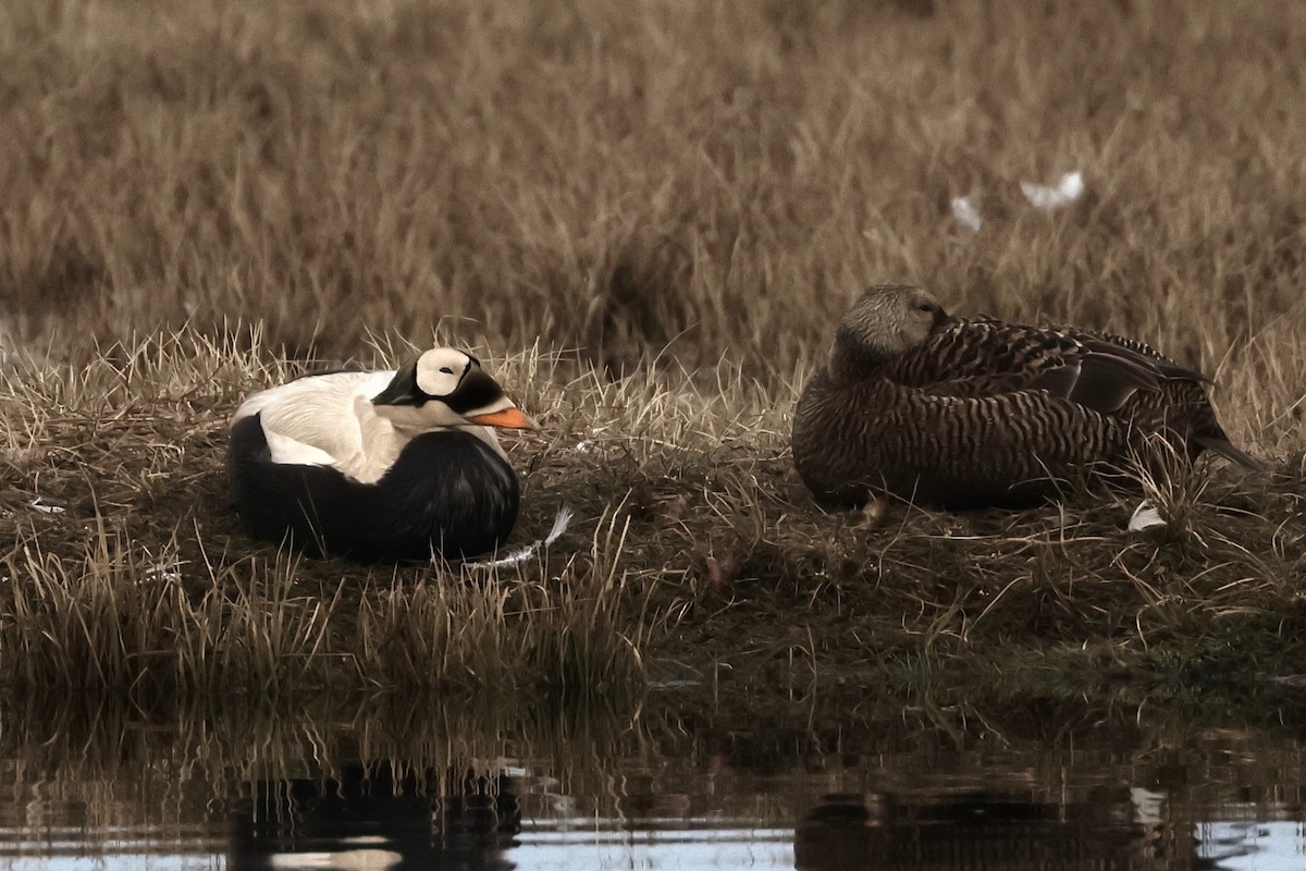 Spectacled Eider - ML620801885