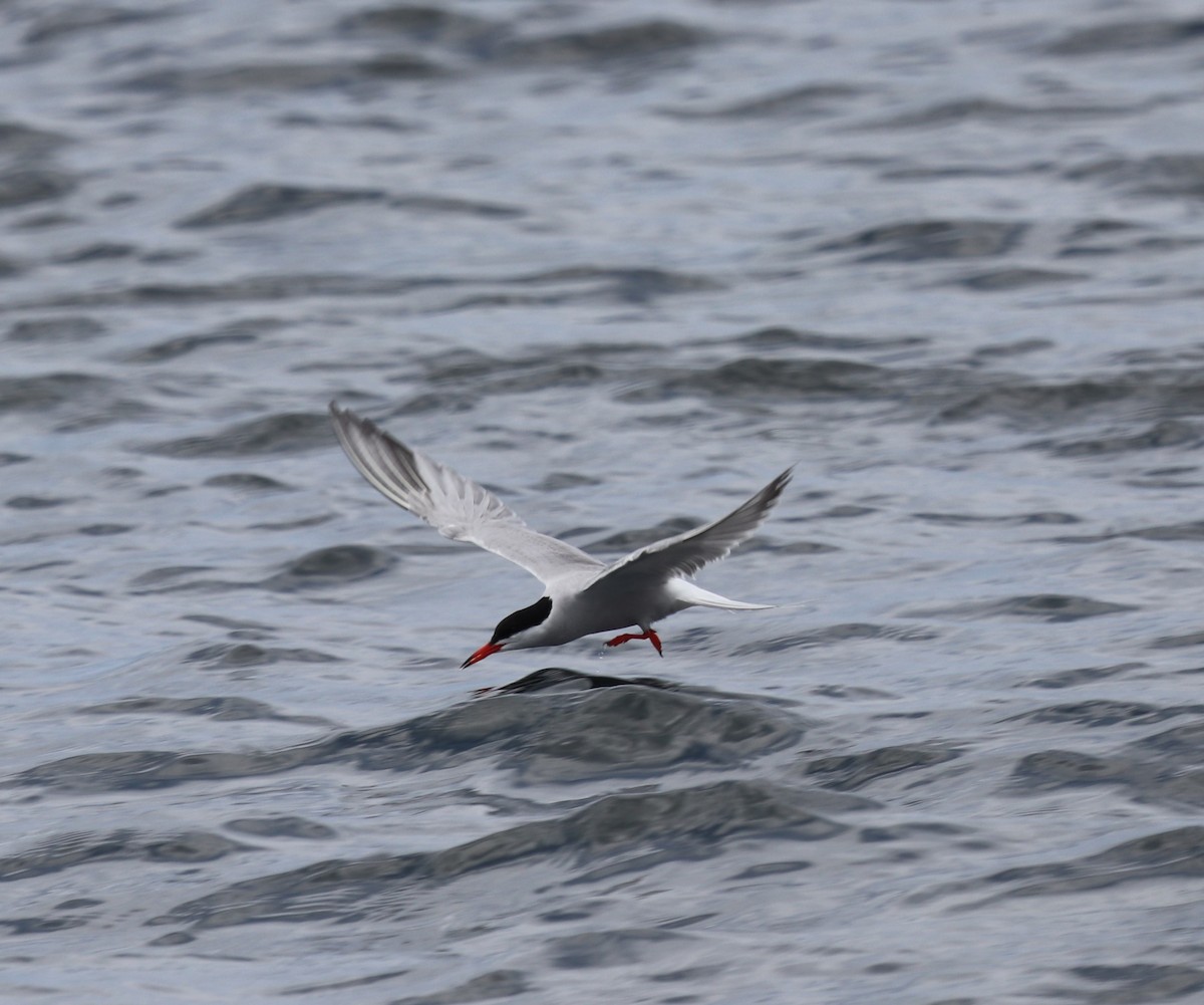 Common Tern - Collette Lauzau