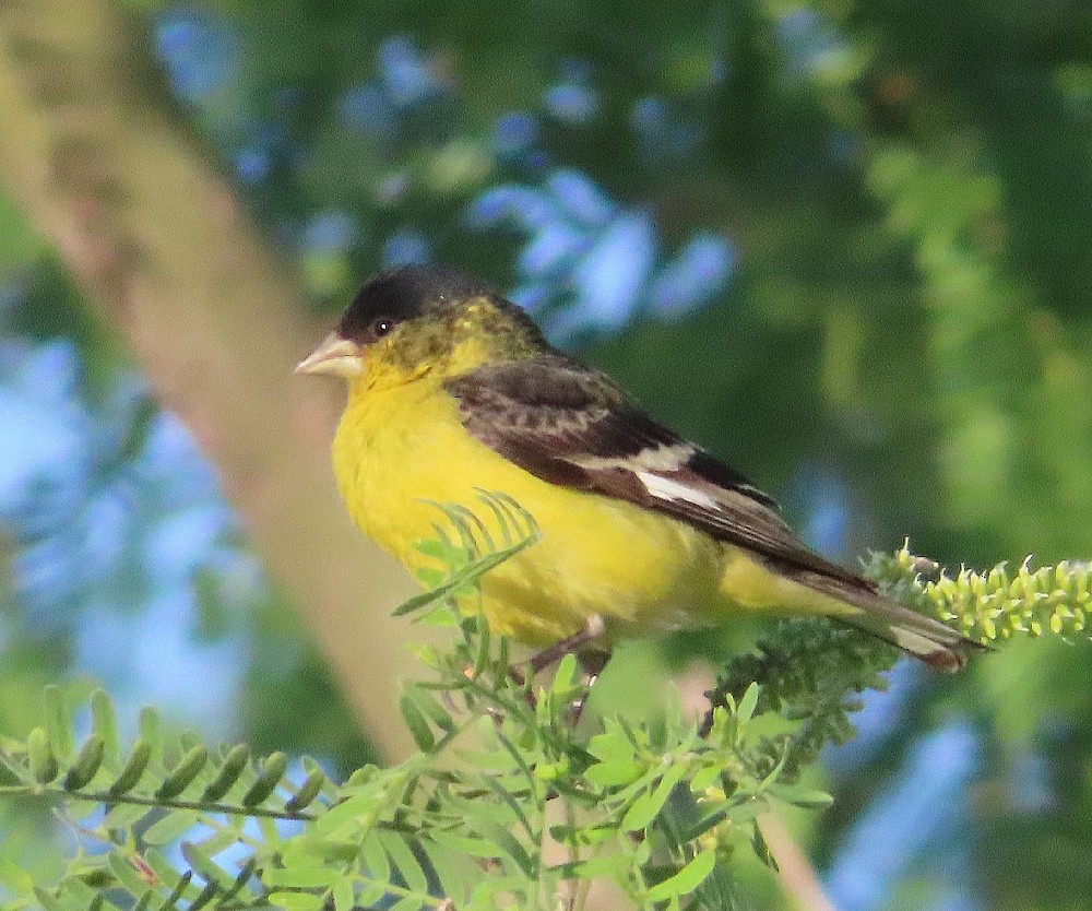 Lesser Goldfinch - ML620801889