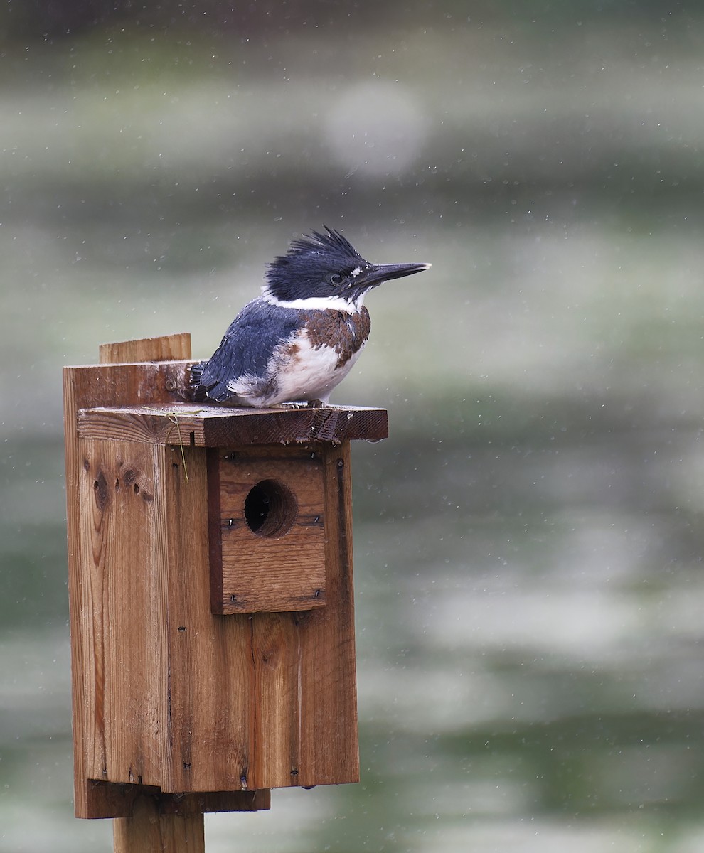 Belted Kingfisher - ML620801890