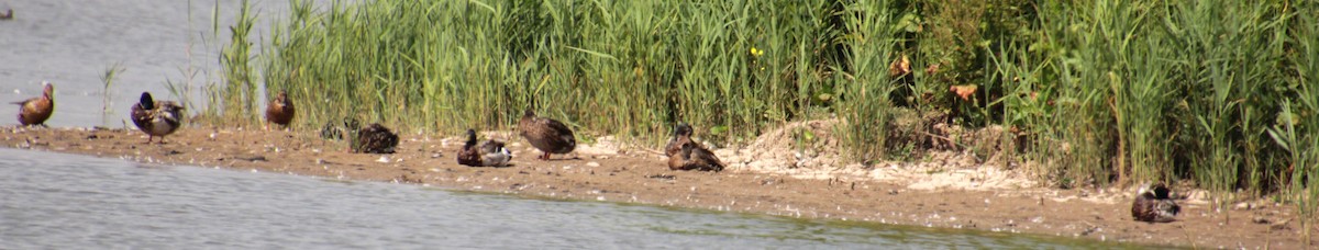 Canard colvert - ML620801892