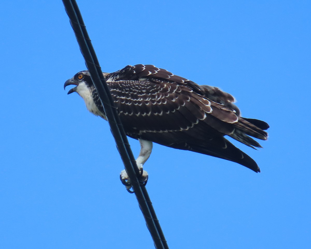 Osprey - Laurie Witkin