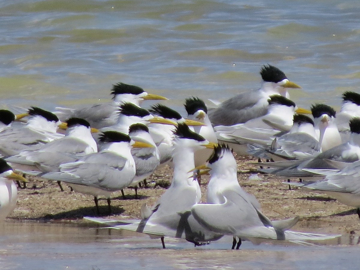 Great Crested Tern - ML620801901