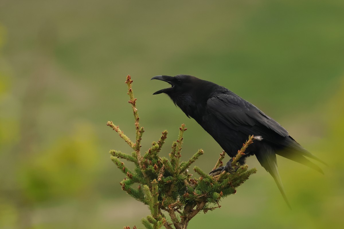 Common Raven - ML620801908