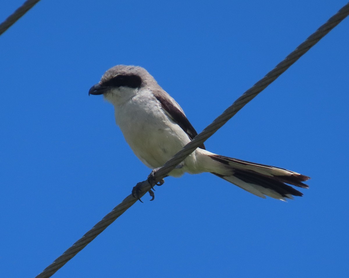 Loggerhead Shrike - ML620801909