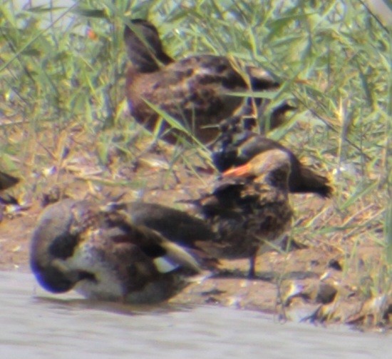 Gadwall (Common) - ML620801913