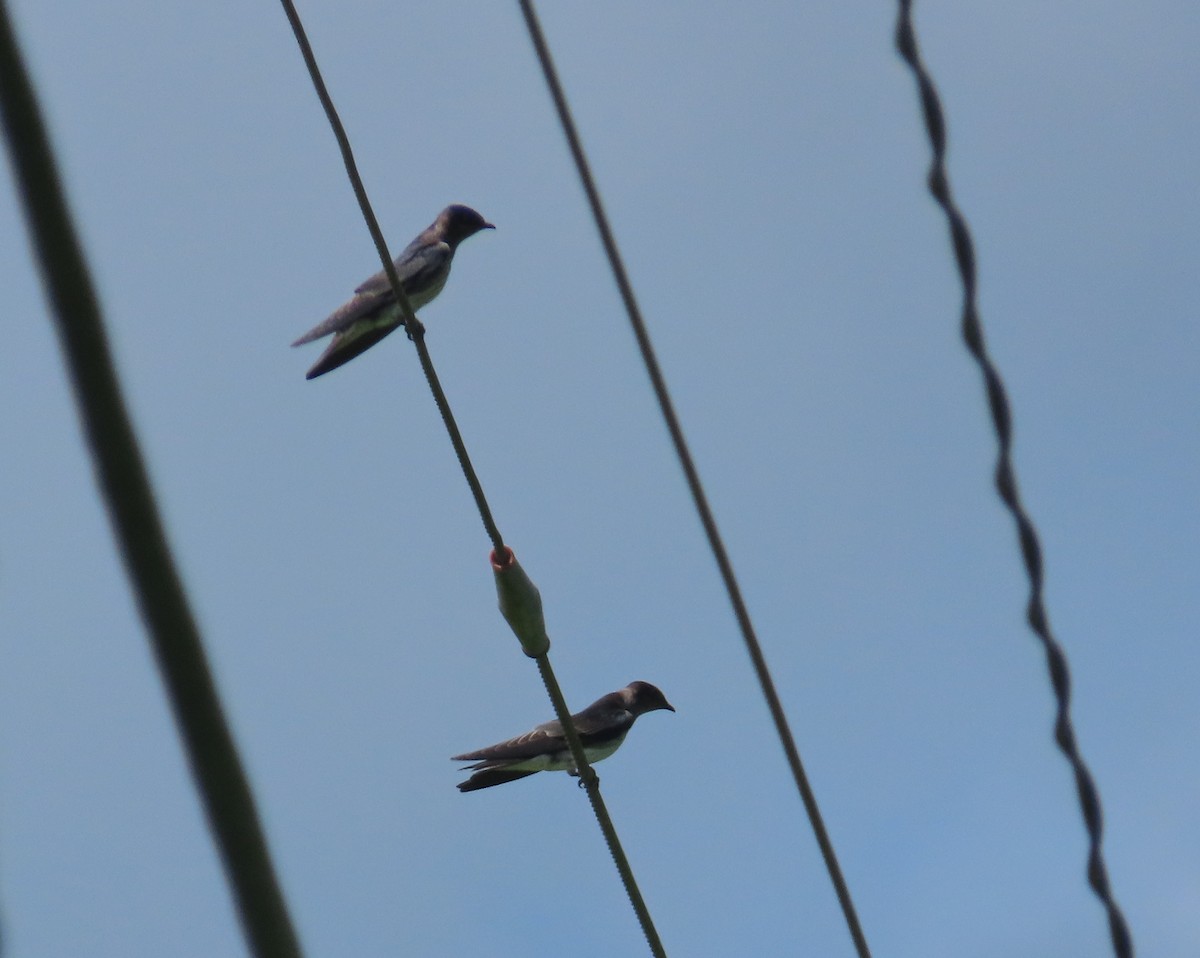 Northern Rough-winged Swallow - ML620801914