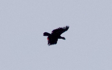 Pesquet's Parrot - ML620801917