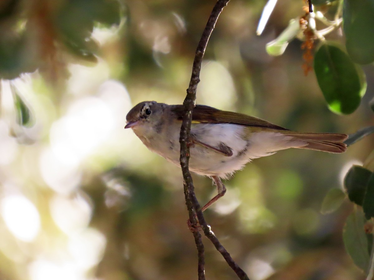 Western Bonelli's Warbler - ML620801919