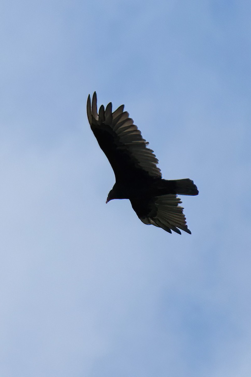 Turkey Vulture - ML620801922