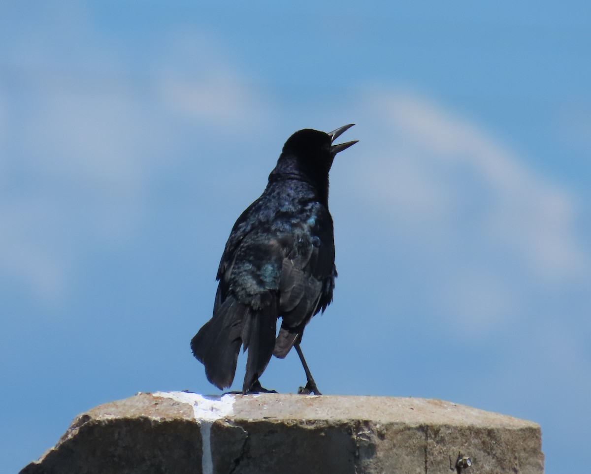 Boat-tailed Grackle - ML620801927