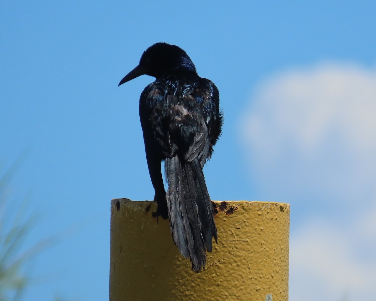 Boat-tailed Grackle - ML620801928