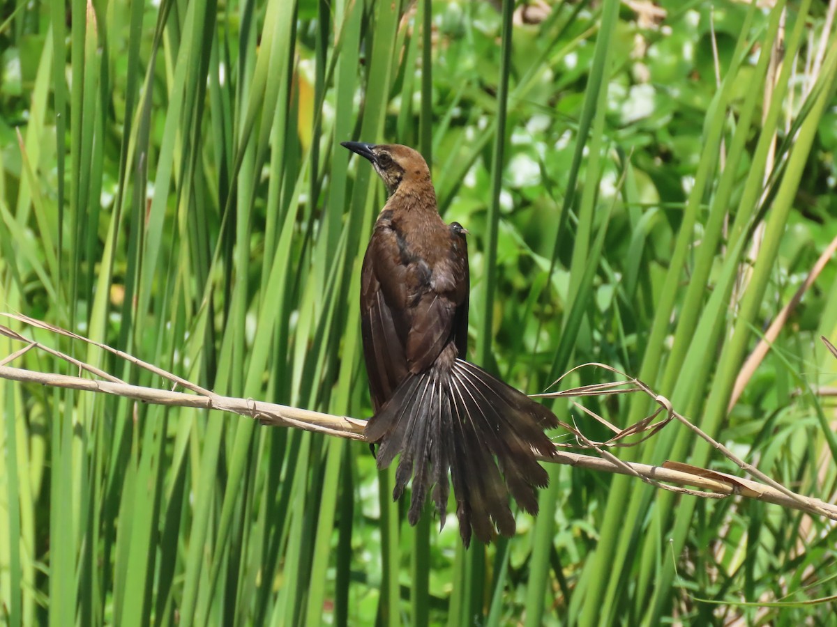 Boat-tailed Grackle - ML620801929