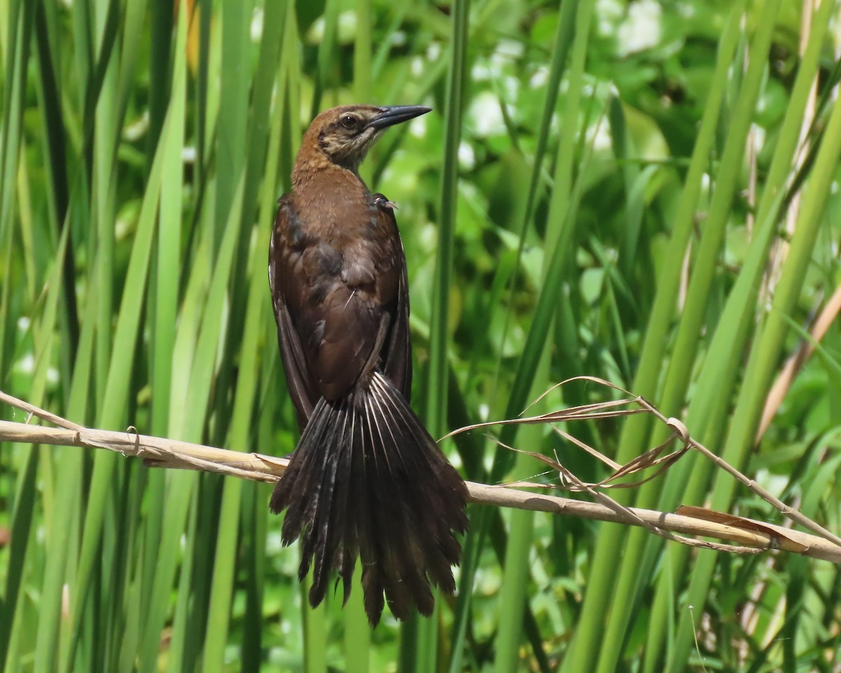 Boat-tailed Grackle - ML620801930