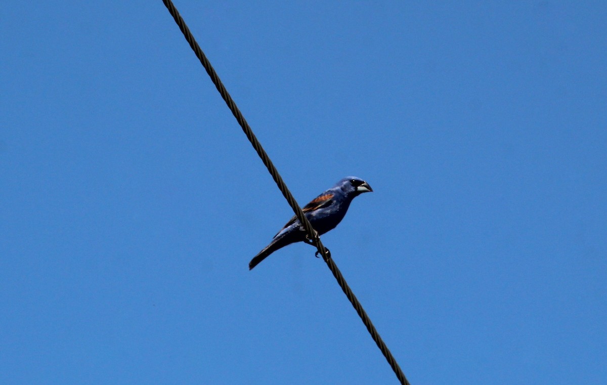 Blue Grosbeak - Carole Swann