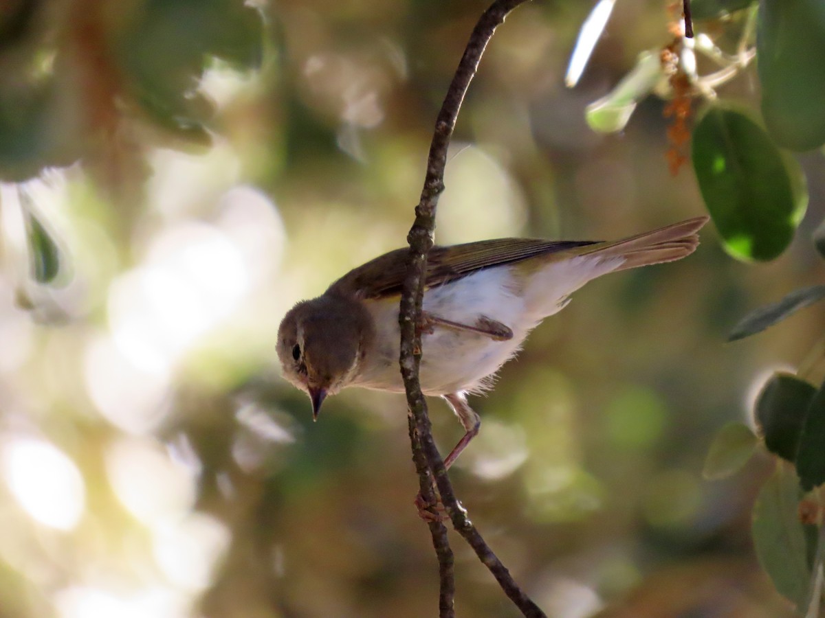 Western Bonelli's Warbler - ML620801953