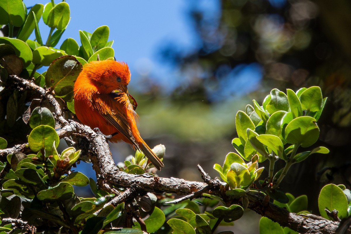 Hawaii-Akepakleidervogel - ML620801955