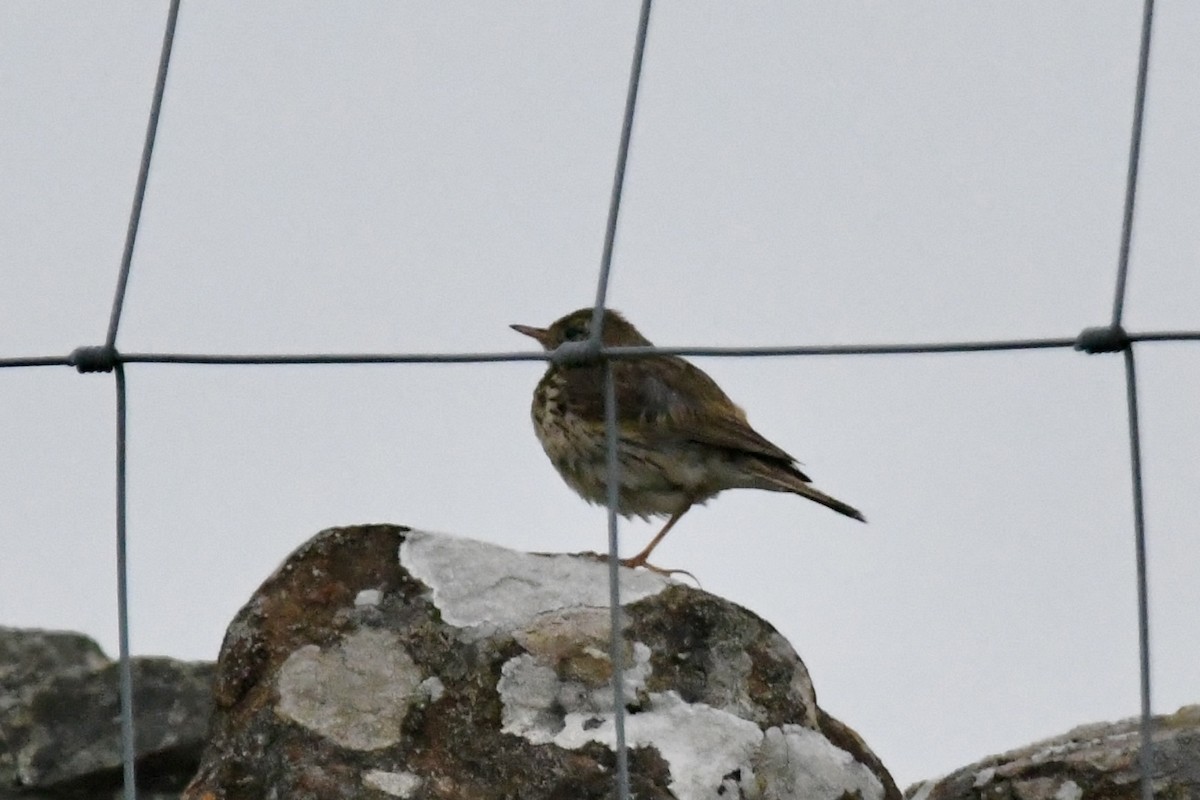 Meadow Pipit - ML620801958