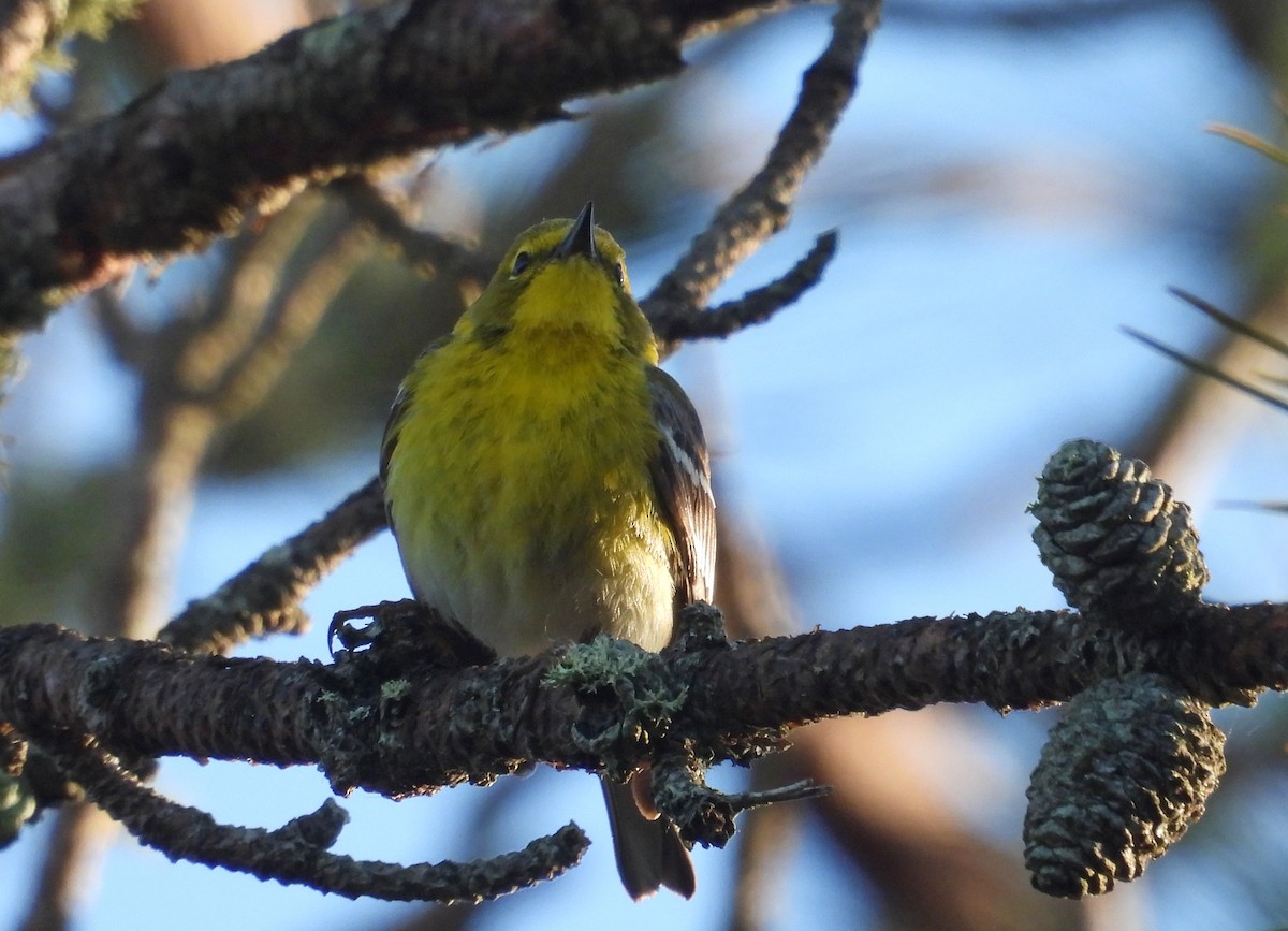 Pine Warbler - ML620801959