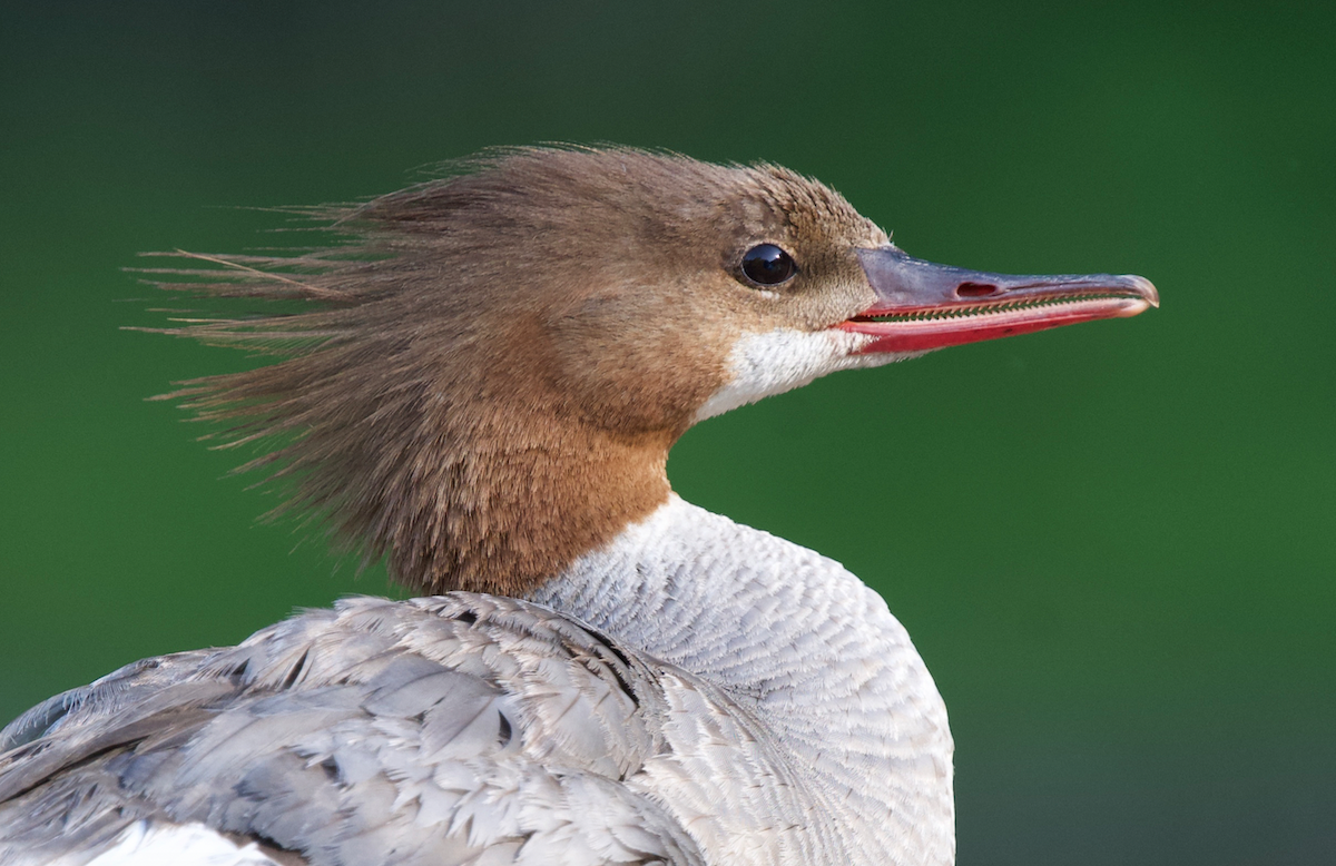 Common Merganser - ML620801960