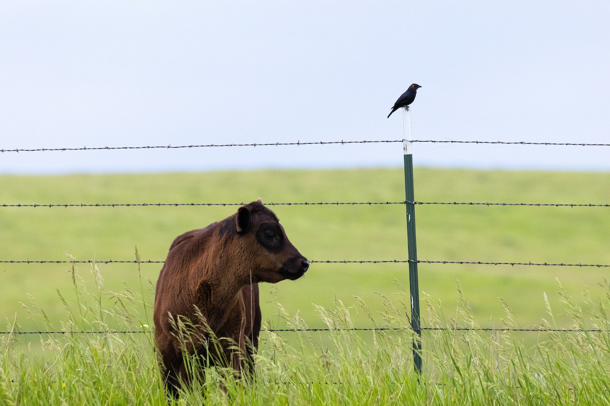 Brown-headed Cowbird - ML620801968