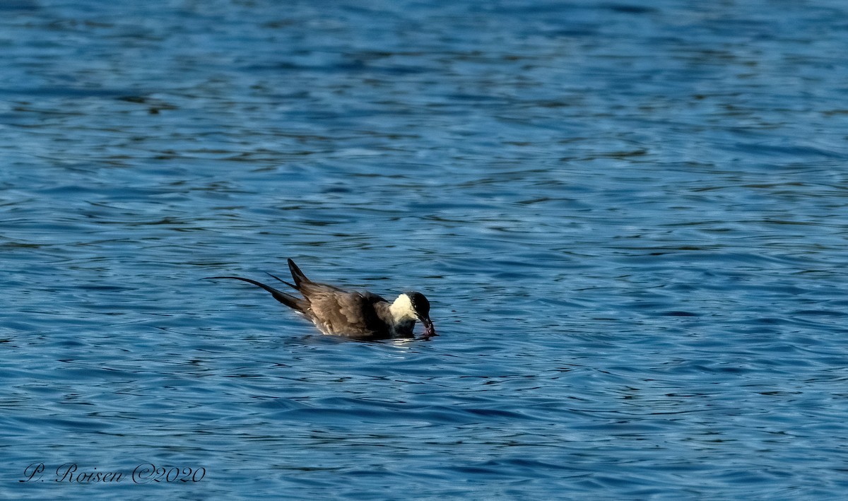 Long-tailed Jaeger - ML620801970