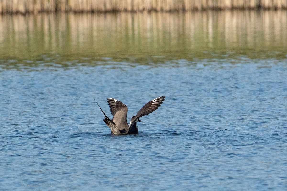 Long-tailed Jaeger - ML620801971